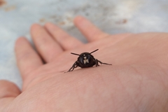 Thalestria spinosa