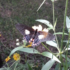 Mimoides lysithous rurik