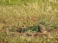 Phoenicurus ochruros