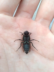 Thalestria spinosa