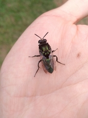 Thalestria spinosa