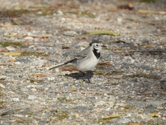 Motacilla alba