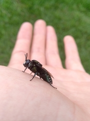 Thalestria spinosa