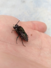 Thalestria spinosa