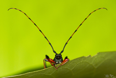 Litopus latipes dispar