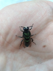Thalestria spinosa