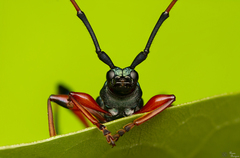 Litopus latipes dispar