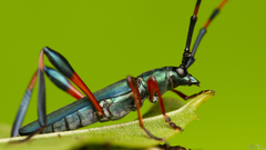 Litopus latipes dispar