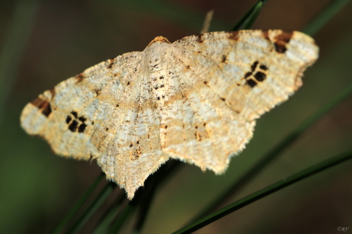 Peacock Moth
