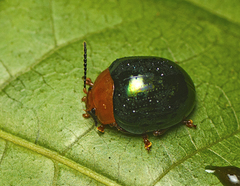 Chalcomela nitida