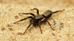 Trephopoda kannemeyeri