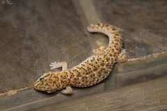 Pachydactylus capensis