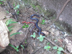 Cylindrophis melanotus