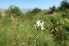 Lysimachia ephemerum