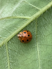 Coccinellidae
