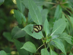 Ithomia salapia