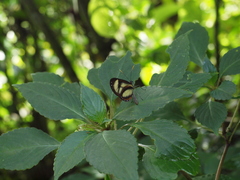 Ithomia salapia