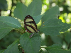 Ithomia salapia