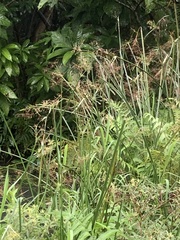 Cyperus malaccensis malaccensis