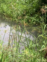 Cyperus malaccensis malaccensis