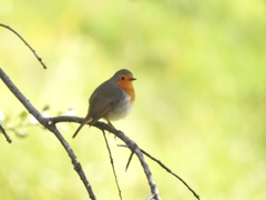 Erithacus rubecula