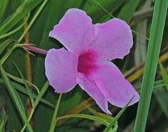 Rhabdadenia ragonesei