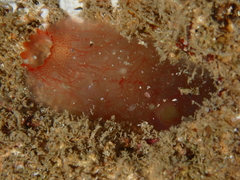 Ascidia mentula