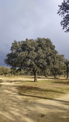 Quercus ilex
