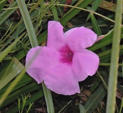 Rhabdadenia ragonesei