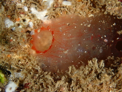 Ascidia mentula