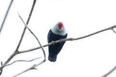 Alectroenas pulcherrimus