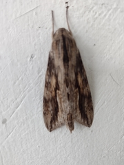 Lepidoptera
