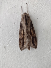 Lepidoptera