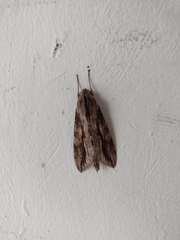 Lepidoptera
