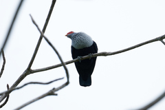 Alectroenas pulcherrimus