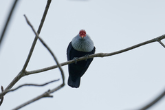 Alectroenas pulcherrimus