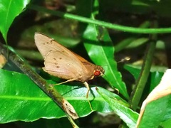 Hidari irava