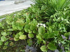 Echinodorus palifolius