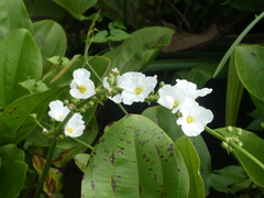 Echinodorus palifolius