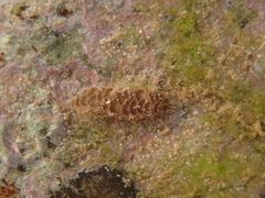 Polynoinae
