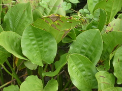 Echinodorus palifolius