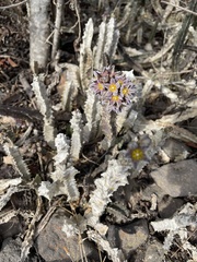 Apteranthes burchardii