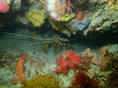 Panulirus cygnus