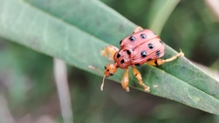Agomadaranus pardaloides