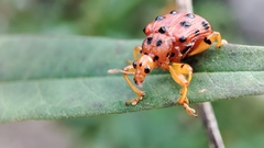 Agomadaranus pardaloides