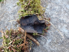 Pseudoplectania vogesiaca