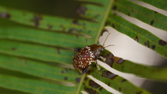 Asiophrida scaphoides