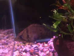Datnioides pulcher