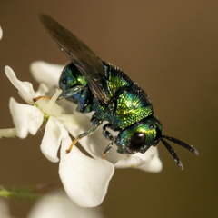 Euperilampus triangularis