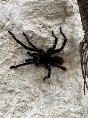 Cyrtopholis portoricae